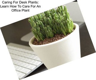 Caring For Desk Plants: Learn How To Care For An Office Plant