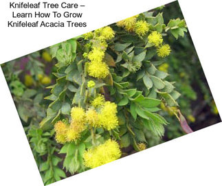 Knifeleaf Tree Care – Learn How To Grow Knifeleaf Acacia Trees