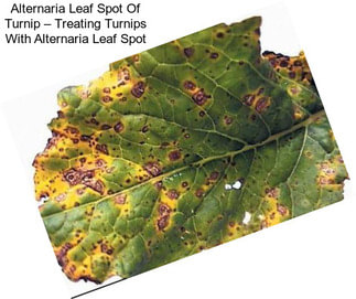 Alternaria Leaf Spot Of Turnip – Treating Turnips With Alternaria Leaf Spot