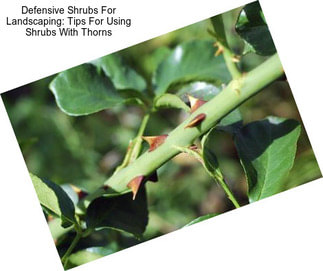 Defensive Shrubs For Landscaping: Tips For Using Shrubs With Thorns