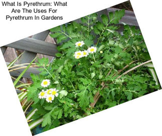 What Is Pyrethrum: What Are The Uses For Pyrethrum In Gardens