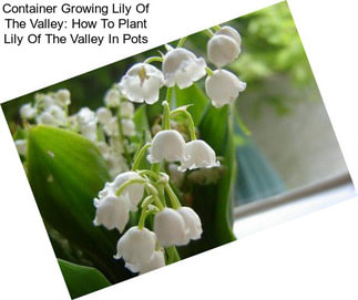 Lily Of The Valley Control - How To Kill Lily Of The Valley