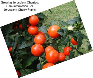 Growing Jerusalem Cherries: Care Information For Jerusalem Cherry Plants