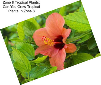 Zone 8 Tropical Plants: Can You Grow Tropical Plants In Zone 8
