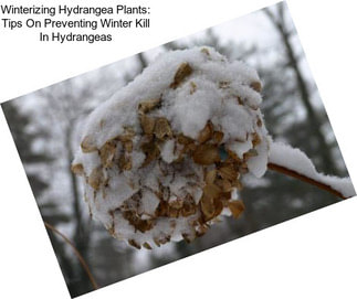 Winterizing Hydrangea Plants: Tips On Preventing Winter Kill In Hydrangeas