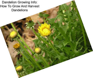 Dandelion Growing Info: How To Grow And Harvest Dandelions