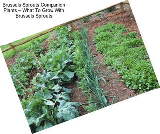 Brussels Sprouts Companion Plants – What To Grow With Brussels Sprouts