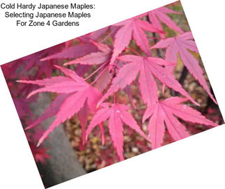 Cold Hardy Japanese Maples: Selecting Japanese Maples For Zone 4 Gardens