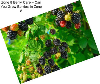Zone 8 Berry Care – Can You Grow Berries In Zone 8