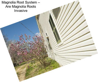 Magnolia Root System – Are Magnolia Roots Invasive