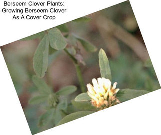 Berseem Clover Plants: Growing Berseem Clover As A Cover Crop