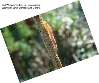 Sod Webworm Lifecycle: Learn About Webworm Lawn Damage And Control