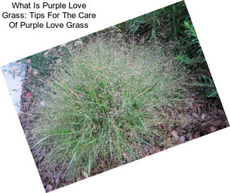 What Is Purple Love Grass: Tips For The Care Of Purple Love Grass