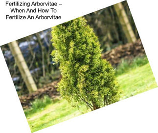 Fertilizing Arborvitae – When And How To Fertilize An Arborvitae