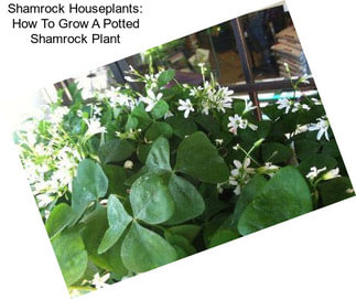 Shamrock Houseplants: How To Grow A Potted Shamrock Plant