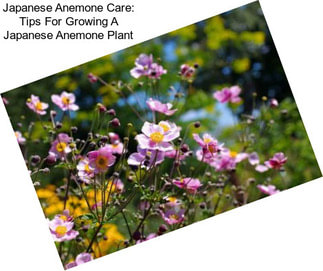 Japanese Anemone Care: Tips For Growing A Japanese Anemone Plant