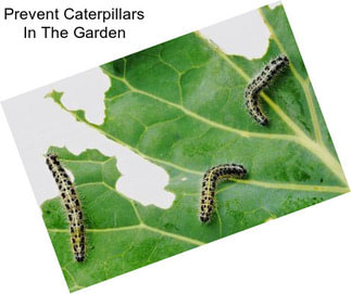 Prevent Caterpillars In The Garden