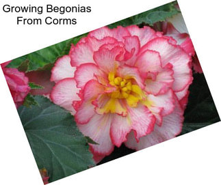 Growing Begonias From Corms