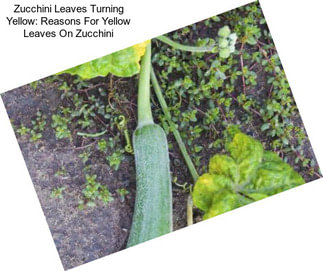 Zucchini Leaves Turning Yellow: Reasons For Yellow Leaves On Zucchini
