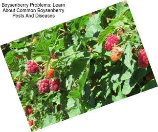 Boysenberry Problems: Learn About Common Boysenberry Pests And Diseases