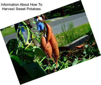 Information About How To Harvest Sweet Potatoes