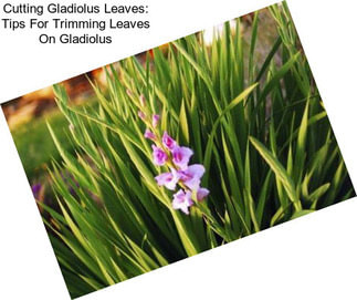 Cutting Gladiolus Leaves: Tips For Trimming Leaves On Gladiolus