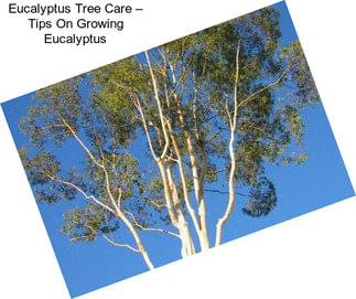 Eucalyptus Tree Care – Tips On Growing Eucalyptus