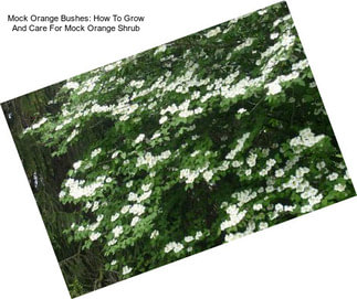 Mock Orange Bushes: How To Grow And Care For Mock Orange Shrub