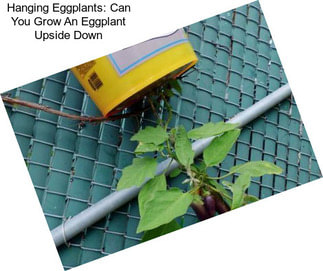 Hanging Eggplants: Can You Grow An Eggplant Upside Down