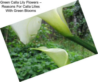 Green Calla Lily Flowers – Reasons For Calla Lilies With Green Blooms