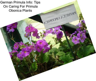 German Primula Info: Tips On Caring For Primula Obonica Plants