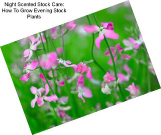 Night Scented Stock Care: How To Grow Evening Stock Plants