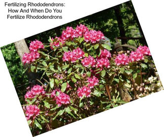 Fertilizing Rhododendrons: How And When Do You Fertilize Rhododendrons
