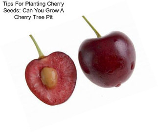 Tips For Planting Cherry Seeds: Can You Grow A Cherry Tree Pit