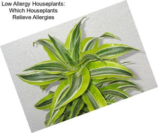 Low Allergy Houseplants: Which Houseplants Relieve Allergies