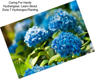 Caring For Hardy Hydrangeas: Learn About Zone 7 Hydrangea Planting