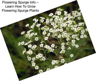 Flowering Spurge Info – Learn How To Grow Flowering Spurge Plants