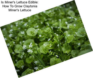 Is Miner\'s Lettuce Edible: How To Grow Claytonia Miner\'s Lettuce