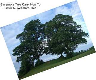 Sycamore Tree Care: How To Grow A Sycamore Tree