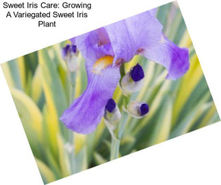 Sweet Iris Care: Growing A Variegated Sweet Iris Plant