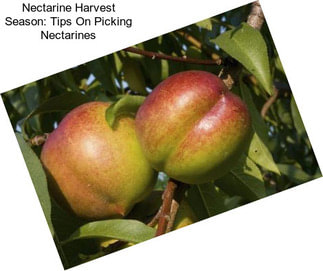 Nectarine Harvest Season: Tips On Picking Nectarines