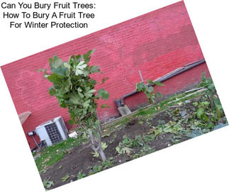 Can You Bury Fruit Trees: How To Bury A Fruit Tree For Winter Protection