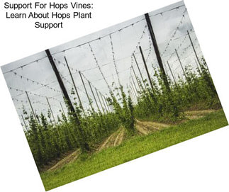 Support For Hops Vines: Learn About Hops Plant Support