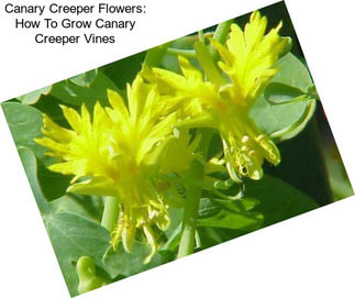 Canary Creeper Flowers: How To Grow Canary Creeper Vines