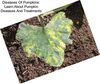 Diseases Of Pumpkins: Learn About Pumpkin Diseases And Treatments