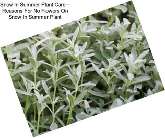 Snow In Summer Plant Care – Reasons For No Flowers On Snow In Summer Plant