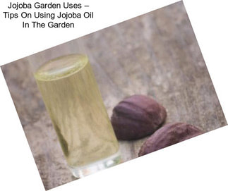 Jojoba Garden Uses – Tips On Using Jojoba Oil In The Garden