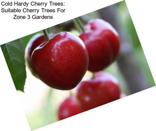 Cold Hardy Cherry Trees: Suitable Cherry Trees For Zone 3 Gardens