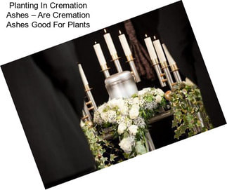 Planting In Cremation Ashes – Are Cremation Ashes Good For Plants