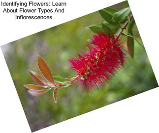 Identifying Flowers: Learn About Flower Types And Inflorescences